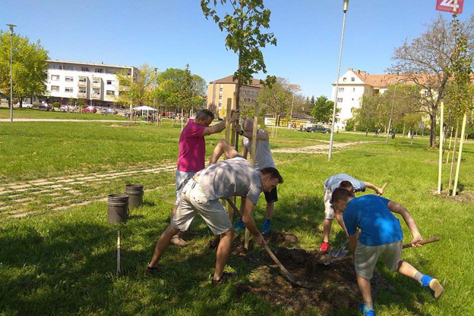 Ilustračný obrázok k článku Zeleň môže byť aj krásnym darom: Pred Kinom Mier pribudlo 23 nových stromov, FOTO