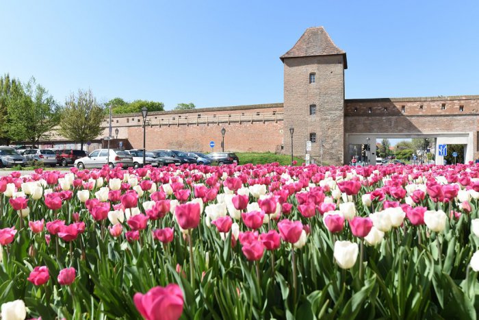Ilustračný obrázok k článku Trnava ako kvitnúca lúka: Zakladajú sa porasty priateľské k opeľovačom