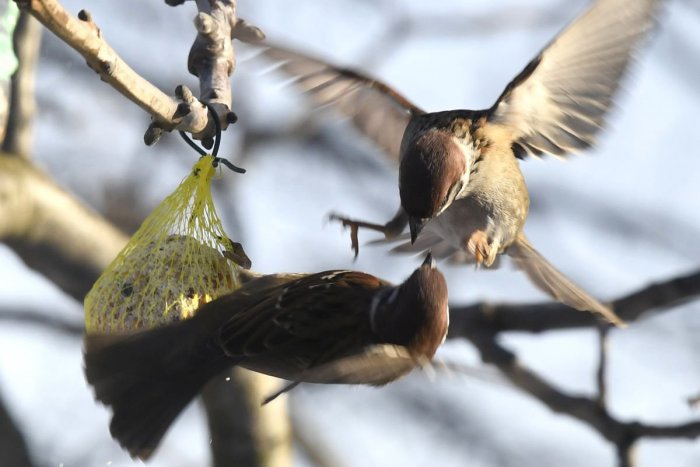 Ilustračný obrázok k článku Vrabcov stále ubúda: Majú problém s potravou a hniezdením