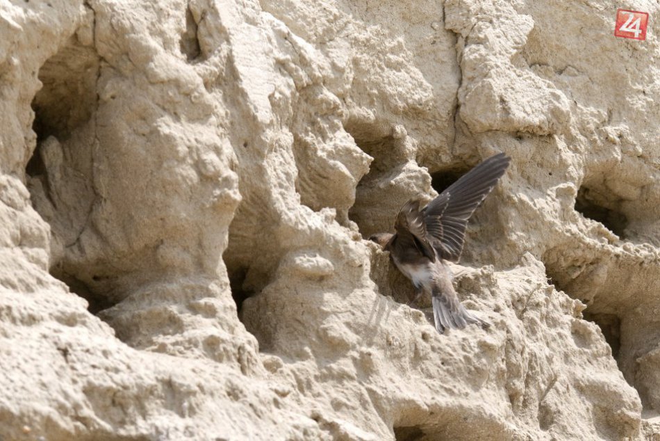 Ilustračný obrázok k článku V Bratislave sa napriek urbanizácii stále vyskytujú vzácne vtáky