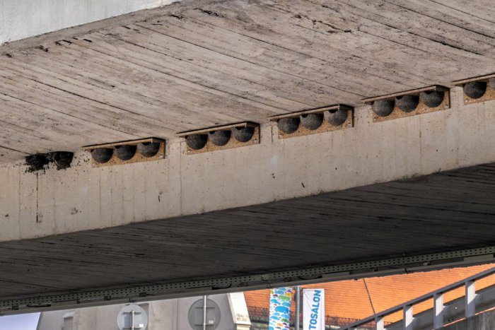 Ilustračný obrázok k článku Vtáky stavajú hniezda v blízkosti človeka: Ich ničenie môže byť až trestným činom