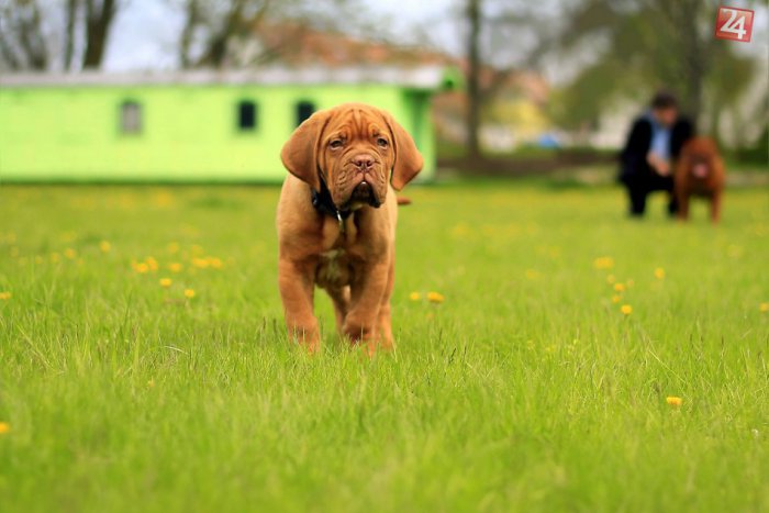 Ilustračný obrázok k článku Ružinov bude hľadať NAJ psieho miláčika