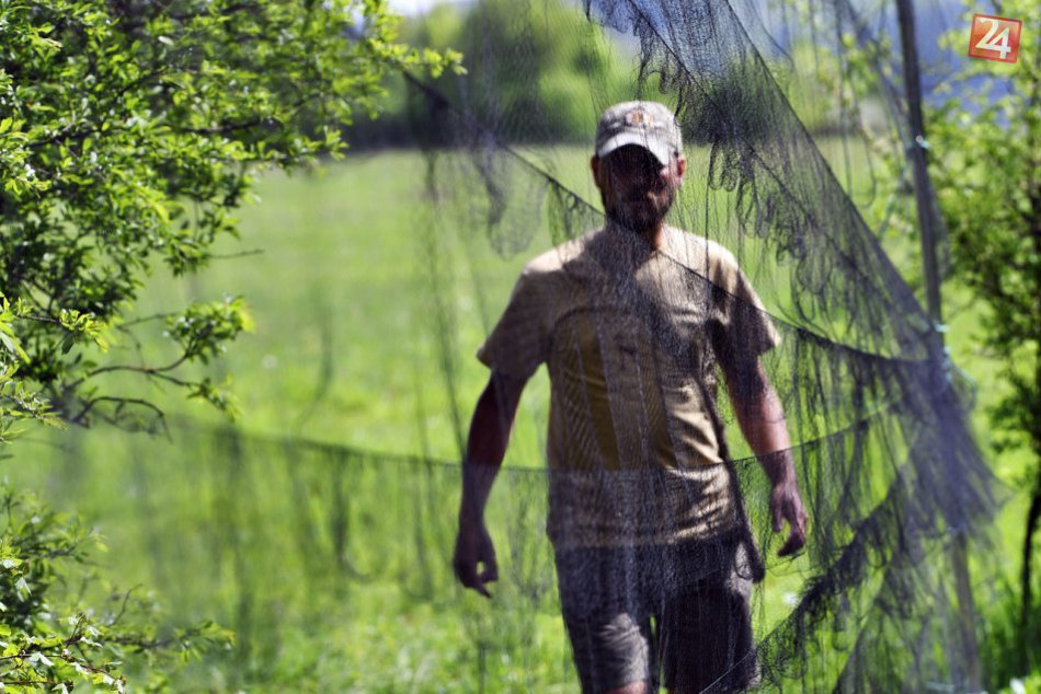 Ilustračný obrázok k článku Vtáky z Ázie na našom území: Ornitológovia ich spozorovali aj v Slovenskom krase