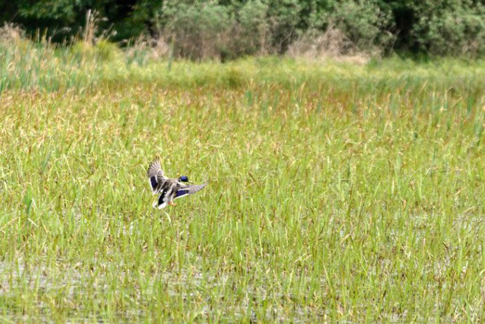 Ilustračný obrázok k článku Nadnárodný význam prírody v zámockom okrese: Žijú tu i niektoré chránené živočíchy
