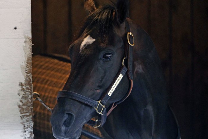 Ilustračný obrázok k článku Pri Zvolene sa vyskytol prípad infekčnej anémie koní. Veterinári okamžite konali