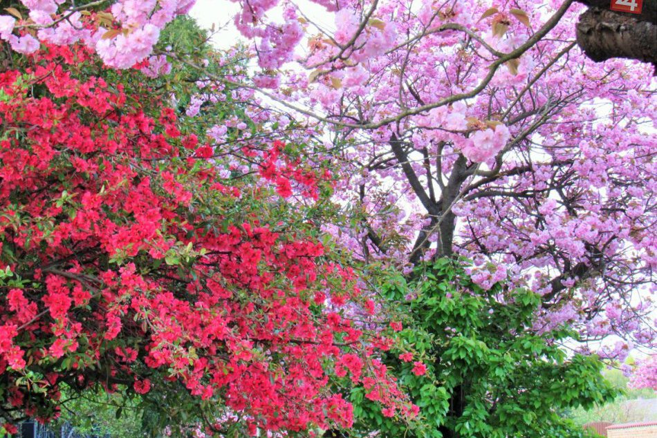 Ilustračný obrázok k článku Prešov rozkvitol do krásy: Naše oči sa môžu kochať i takýmito nádhernými výjavmi, FOTO