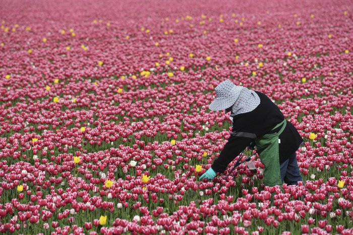 Ilustračný obrázok k článku RANNÁ ŠTVORKA: Štvrtok prinesie prehánky i ochladenie, meniny má Jaroslava