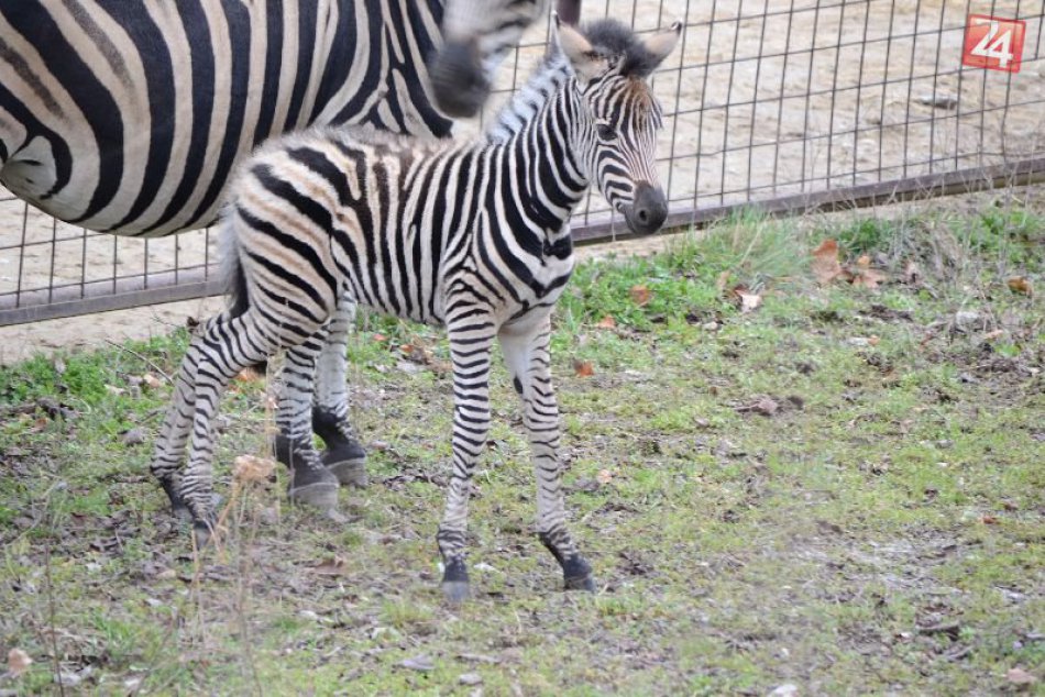 Ilustračný obrázok k článku FOTO: Bratislavská ZOO sa rozrástla o rozkošné mláďatá. Pozrite sa na ne!