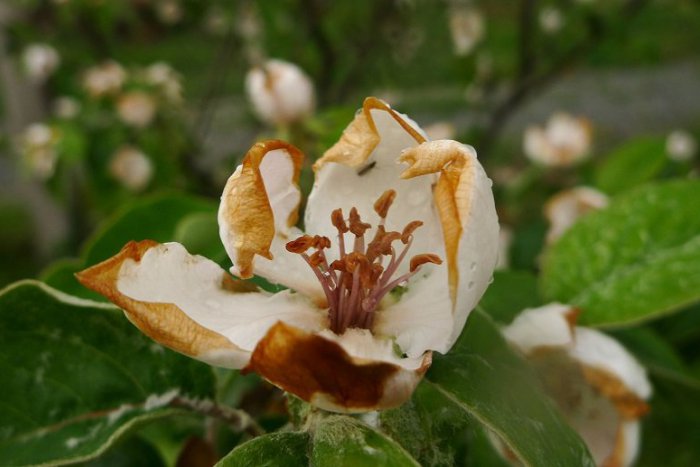 Ilustračný obrázok k článku Máte vonku kvety? Pozor na prízemný mráz, pre Lučenec platí výstraha