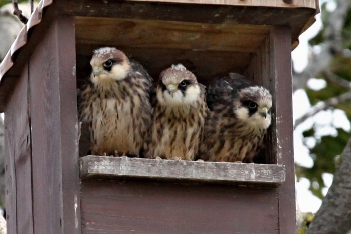 Ilustračný obrázok k článku Prekonali viac ako 8-tisíc kilometrov: Na Slovensko sa vrátili vzácne sokoly červenonohé