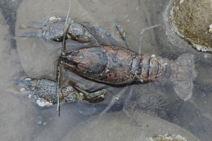 Ilustračný obrázok k článku TÝŽDENNÝ PREHĽAD: Pridajte sa k jarnému čisteniu potokov či k výstupu na hoľu