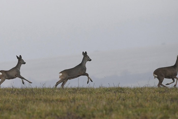 Ilustračný obrázok k článku Poľnohospodári z lučeneckého okresu sú zúfalí, zo zveri a počasia