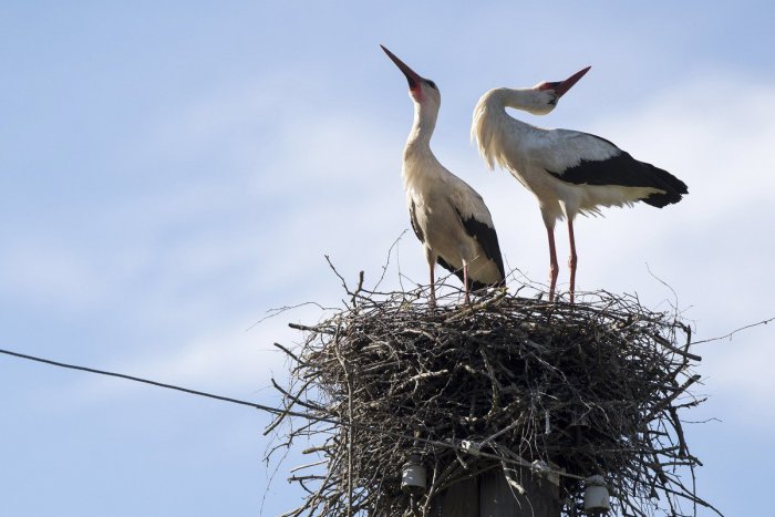 Ilustračný obrázok k článku Ornitológovia prosia o pomoc: Pomôžte nám spočítať bocianov!