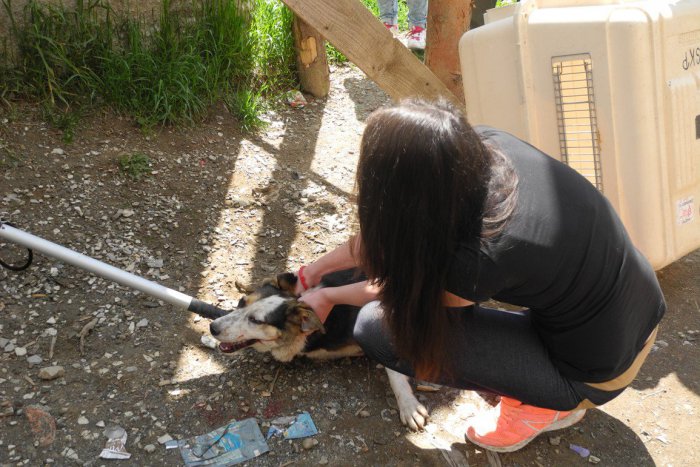 Ilustračný obrázok k článku V Žiari odchytili za rok vyše 150 psov: Aká je situácia na neslávnej Kortíne?