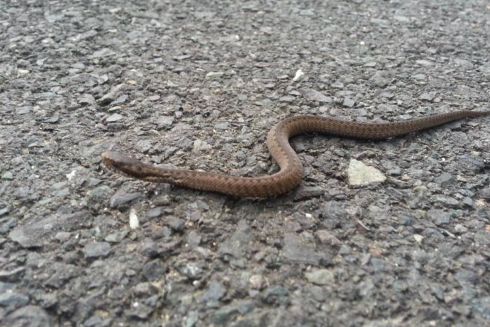 Ilustračný obrázok k článku Vretenice v Mikuláši: Ľudia ich videli na týchto miestach