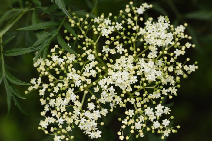 Ilustračný obrázok k článku Bratislava rozkvitla bazou. Viete, kde si ju môžete natrhať?