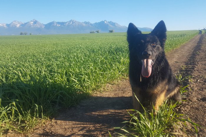 Ilustračný obrázok k článku Podtatranský nemecký ovčiak Kubo s Olearčinom mieria na svetový šampionát!