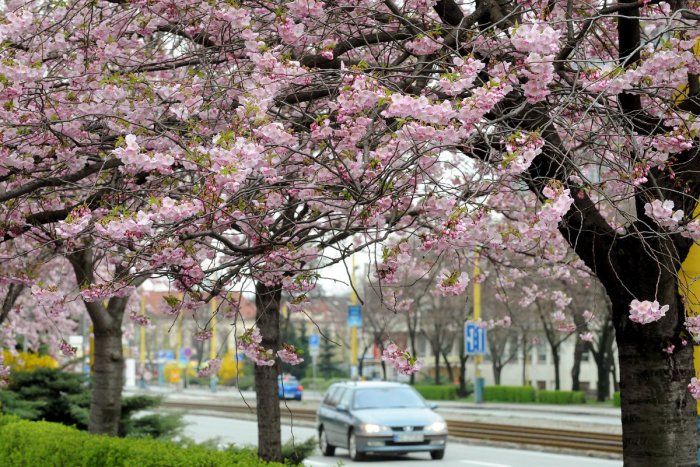 Ilustračný obrázok k článku V Trenčíne pribúdajú nové stromy: Koľko ich je vo výsadbe?