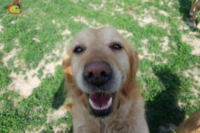 Ilustračný obrázok k článku FOTO, Túžba po chlpáčovi nebude snom: Zoberte si útulkáča!