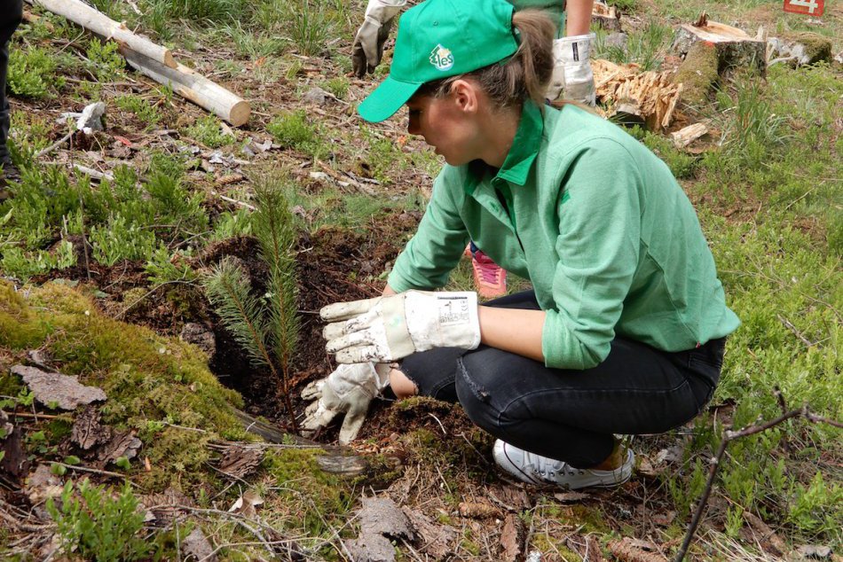 Ilustračný obrázok k článku V Bystrici vysadia nové stromy. Pozrite, kde majú pribudnúť a na čo poslúžia