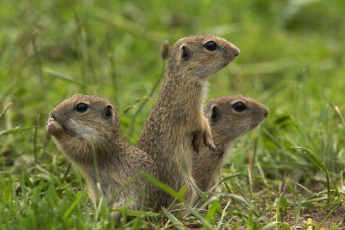 Ilustračný obrázok k článku Dobrá správa: Sysľom sa v Slovenskom krase po zimnom spánku darí