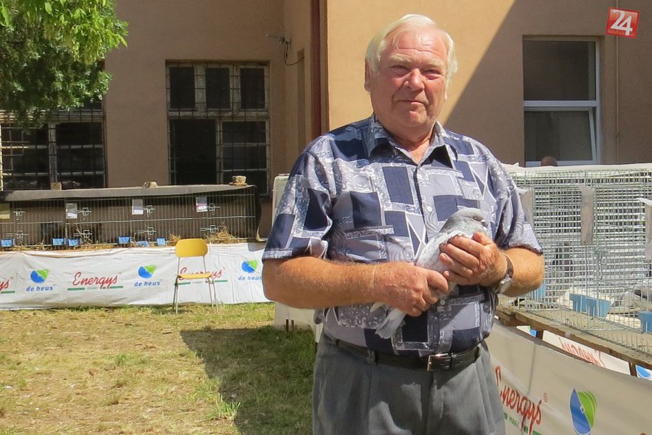 Ilustračný obrázok k článku Michalovčan Matej Hlohin (76) má peknú záľubu: Chová holubov, vlastní ich desiatky