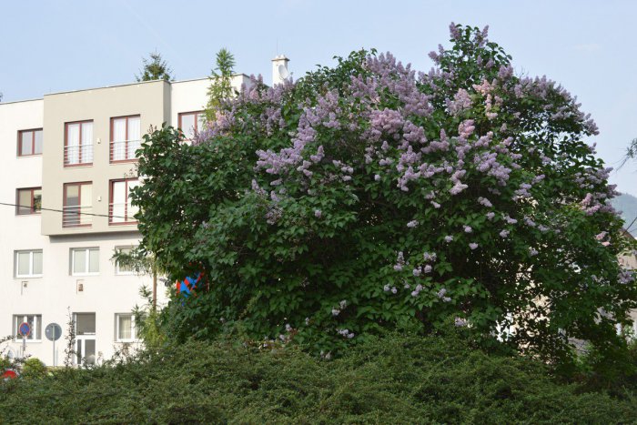 Ilustračný obrázok k článku KVÍZ: Na akých žilinských uliciach sa nachádza týchto 10 dôležitých miest