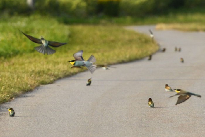 Ilustračný obrázok k článku Slovensko je dôležitou križovatkou vtáčích migračných ciest: Menia svoje návyky