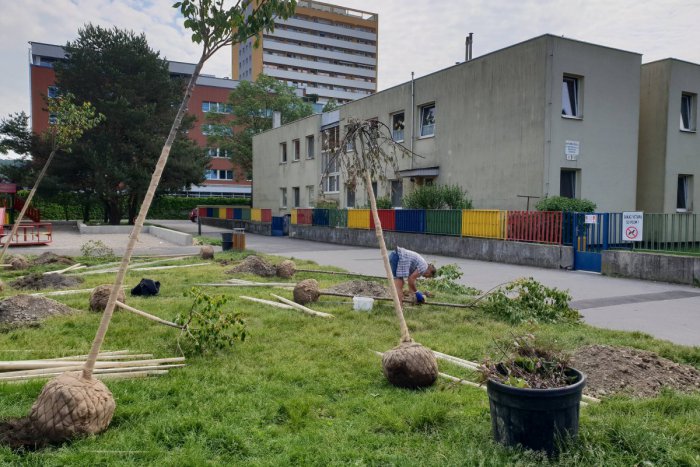 Ilustračný obrázok k článku Dúbravka sadí nové stromy, pribudli čerešne, jablone