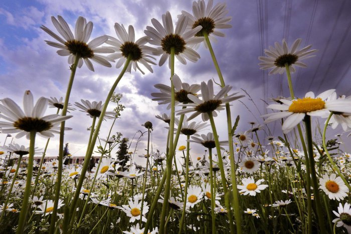 Ilustračný obrázok k článku RANNÁ ŠTVORKA: Vo štvrtok vystúpi teplota na 20 °C, meniny má Gizela