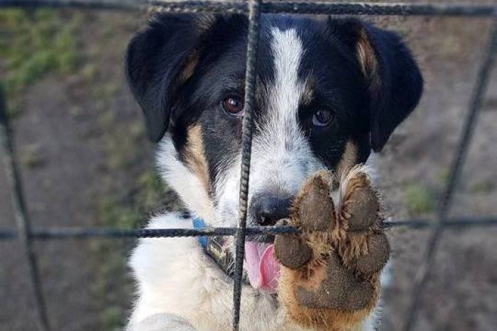 Ilustračný obrázok k článku Tie oči vás dostanú: GALÉRIA psíkov, ktorí skončili v žiarskom útulku