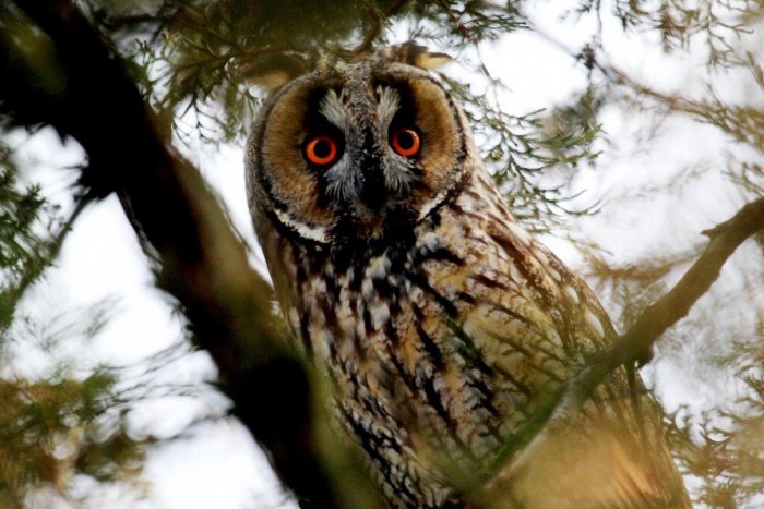 Ilustračný obrázok k článku Výstava v Mikuláši: Sovy a iné dravce budú môcť spoznať aj zrakovo znevýhodnení ľudia