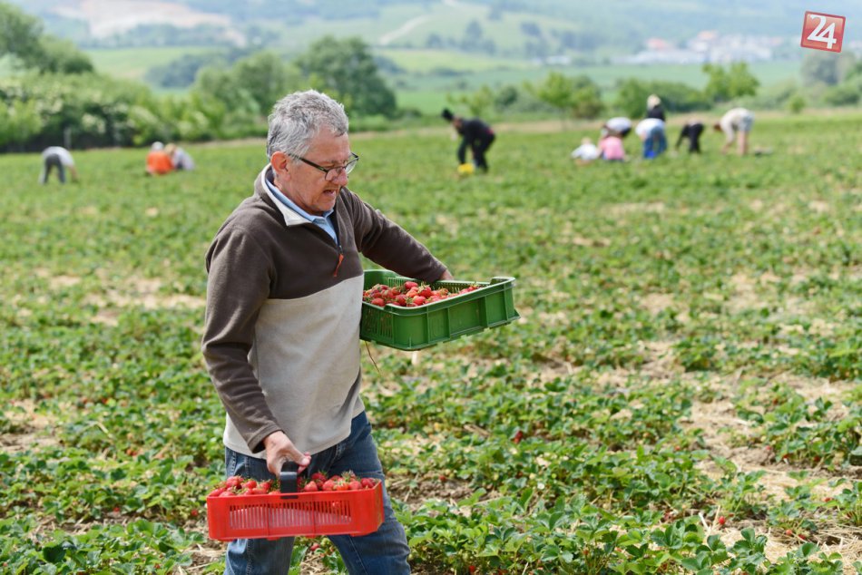 Ilustračný obrázok k článku Polia v okolí Nitry sa červenajú: Začal sa samozber jahôd, FOTO