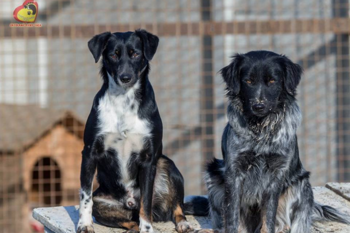 Ilustračný obrázok k článku FOTO, Vychádzky so psom nič nenahradí: Nechcete nového?