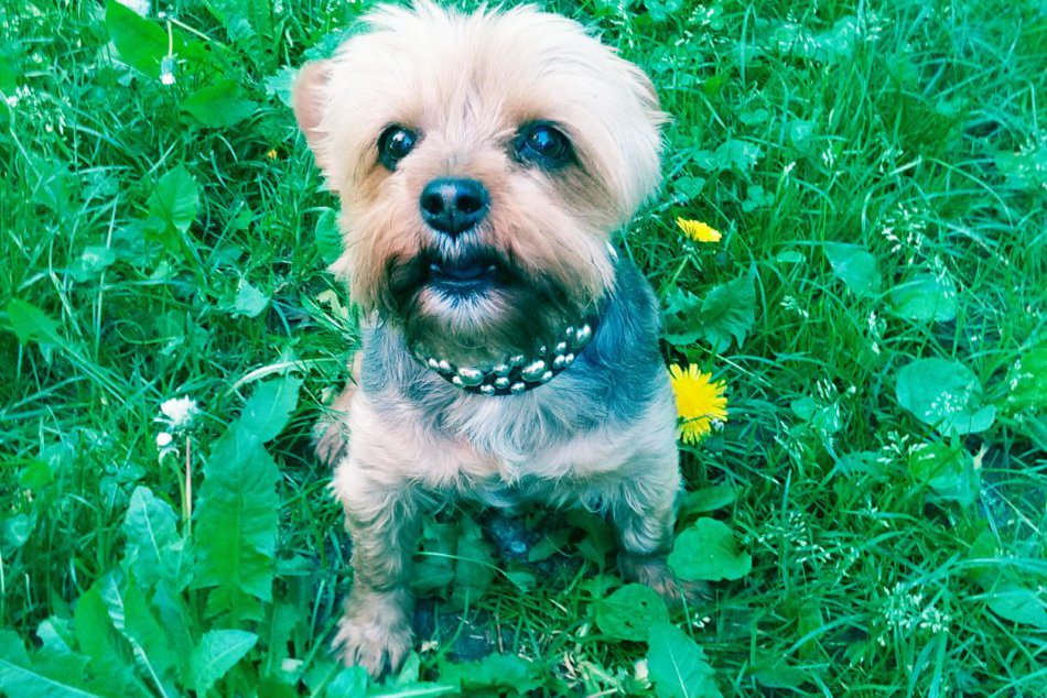 Ilustračný obrázok k článku Príbeh stratenej sučky Lany sa skončil tragicky. Mladá Bystričanka hľadá svedkov