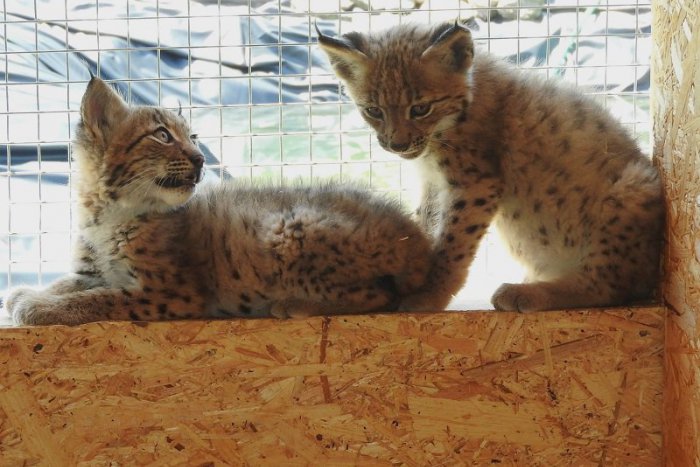 Ilustračný obrázok k článku Chovateľ z Horehronia prišiel o samicu rysa a tri mláďatá. Zabil ich stres z ohňostroja