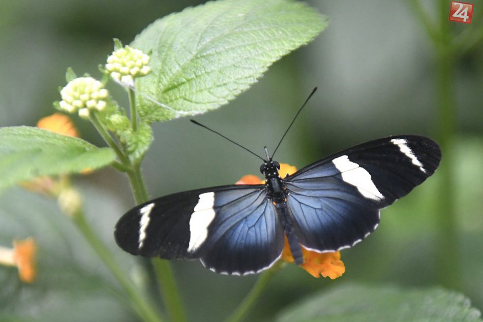 Ilustračný obrázok k článku SVET O SLOVENSKU: Pokuta 50-tisíc eur za pašovanie hmyzu