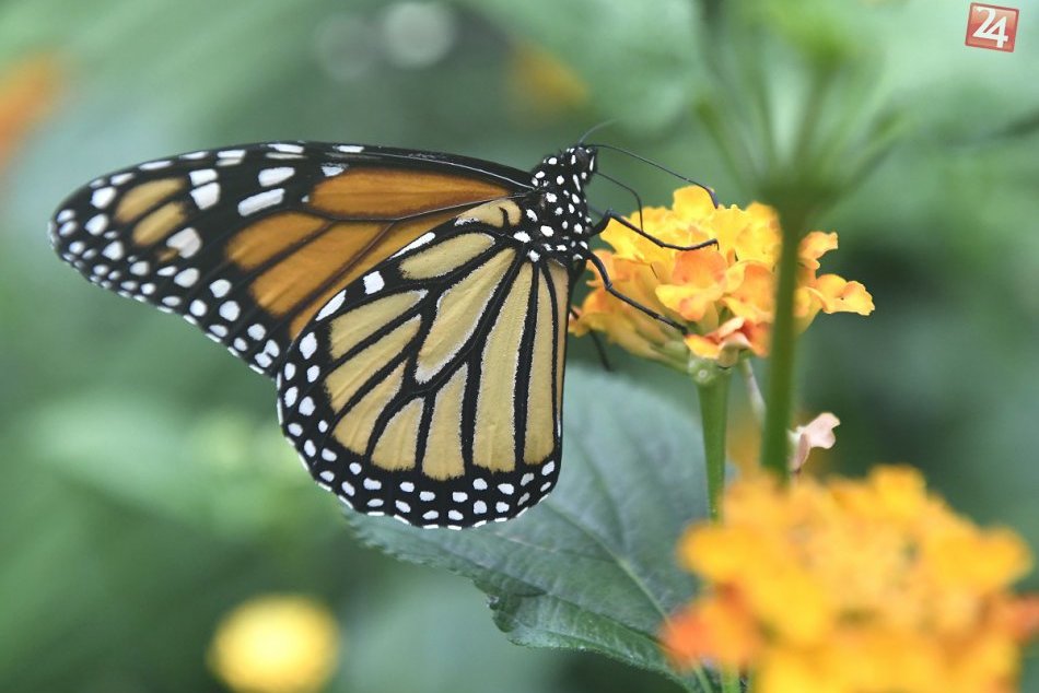 Ilustračný obrázok k článku RANNÁ ŠTVORKA: V piatok sa teploty vyšplhajú na 29 stupňov, meniny má Gustáv