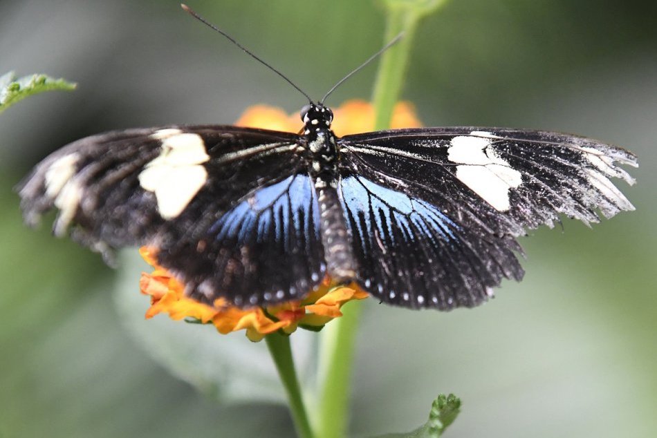 Ilustračný obrázok k článku Nahliadnite do tajov ríše exotického hmyzu: Tribečské múzeum láka novinkou