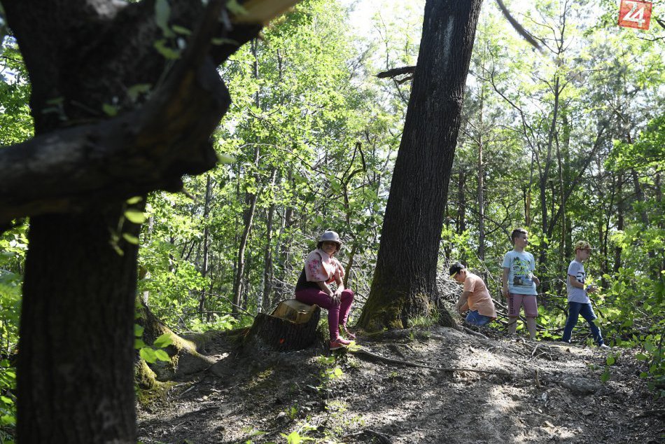 Ilustračný obrázok k článku V lese sa osviežte pomocou plodov: Správne byliny pomôžu aj pri drobných poraneniach