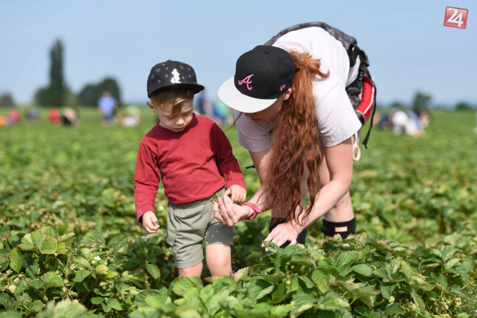 Ilustračný obrázok k článku Pri Trnave sa začal samozber jahôd: Vieme, kde a za koľko sa dá nazbierať