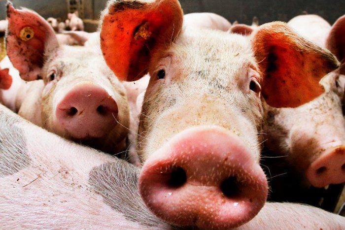 Ilustračný obrázok k článku U susedov vyčíňa zákerná choroba: Veterinárna správa v Zámkoch vydala oznam