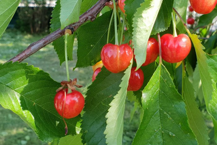 Ilustračný obrázok k článku Dúbravka ako čerešničky Bratislavy