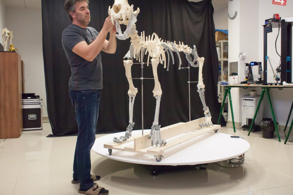 Ilustračný obrázok k článku FOTO: Unikátny projekt v Múzeu SNP: 3D tlačou skompletizovali kostru leva jaskynného