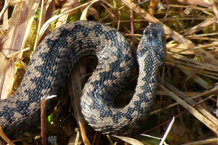 Ilustračný obrázok k článku Leteckí záchranári ratovali českého turistu (29): Na túre ho uhryzol had