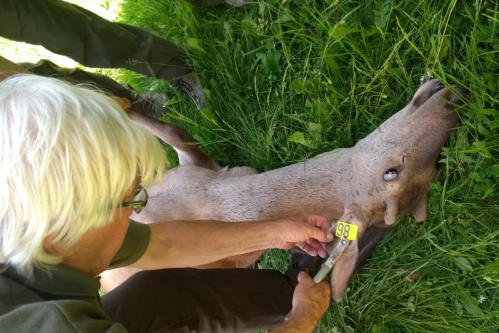 Ilustračný obrázok k článku Z Tatranskej Lomnice do zvernice: Jelene dostali novú šancu na lepší život