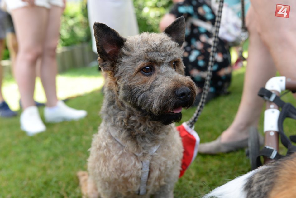 Ilustračný obrázok k článku Nájdite sa... so zvieratkom z útulku! Do Bratislavy mieria rozkošní chlpáči