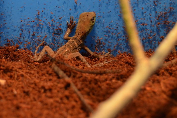 Ilustračný obrázok k článku Prvé mláďatá agamy kočinčínskej sa vyliahli v košickej zoo