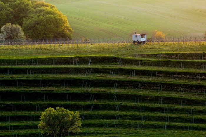 Ilustračný obrázok k článku Máte radi dobré víno a hudbu? Vítanie leta vo vinici je tu pre vás!