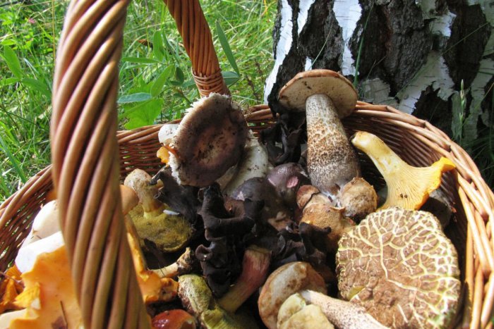 Ilustračný obrázok k článku KURIOZITA DŇA: Hubám sa darí, Mária našla trojkilový skvost!